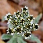 Achillea nana Kvet