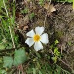 Cistus salviifolius Flors