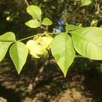 Ptelea trifoliata पत्ता