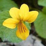 Viola biflora 花