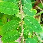 Breynia vitis-idaea List