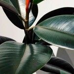 Ficus elastica Folha