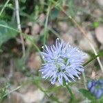 Jasione montana 花