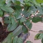 Syzygium paniculatum Листок