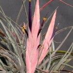 Tillandsia klausii Cvet