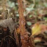 Polystichum transvaalense Blad