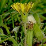 Taraxacum parnassicum Floare