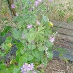 Malva multiflora Květ