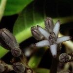 Psychotria poissoniana Floro