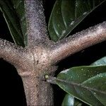 Cordia alliodora Corteza