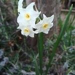 Narcissus tazetta Lorea