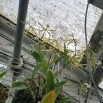 Epidendrum oerstedii Çiçek