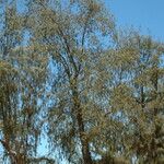 Casuarina equisetifolia Habit