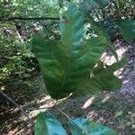 Quercus marilandica Hoja