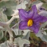 Solanum lycocarpum 花