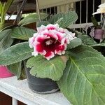 Gloxinia perennis Flower