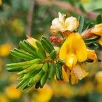 Berberis empetrifolia 花