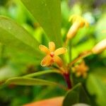 Pittosporum dzumacense Квітка