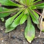 Draba verna Foglia