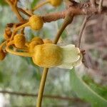 Harpullia austrocaledonica Квітка