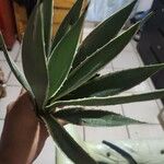 Agave lophanthaഇല