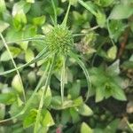 Cyperus michelianus Flower