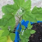 Chenopodium ficifolium Blad