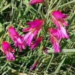 Gladiolus italicus Λουλούδι