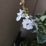 Plectranthus forsteri Flower