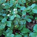 Rubus hispidus Yaprak