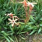 Ixia paniculata Hábito