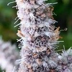 Mentha longifolia Kvet