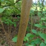 Pterostyrax hispidus Cortiza