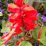 Salvia splendens Други