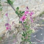 Lespedeza bicolor Flor