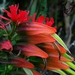 Castilleja integrifolia Flower