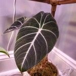 Alocasia reginulaЛист