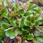 Bergenia crassifolia 整株植物