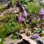 Soldanella pusilla Kwiat