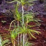 Lomandra insularis Costuma