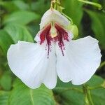 Impatiens tinctoria Цвят