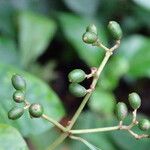 Psychotria carthagenensis Fruto
