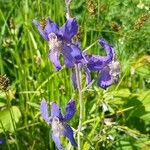 Delphinium nuttallianum Fiore