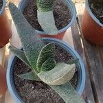 Gasteria excelsa Hostoa