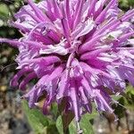 Monarda fistulosa ফুল