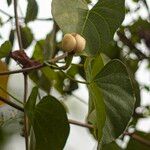 Ipomoea violacea Fruit