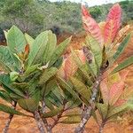 Xanthostemon sebertii Hábito