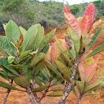 Xanthostemon sebertii Habit