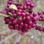 Callicarpa bodinieri Плід