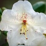 Rhododendron formosanum Flower